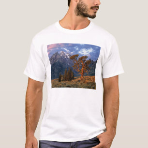 USA, Wyoming, Grand Teton NP. A lone cedar T-Shirt