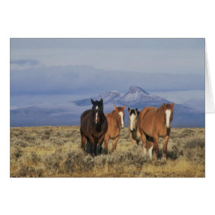 USA, Wyoming, near Cody Group of horses