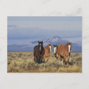 USA, Wyoming, near Cody Group of horses Postcard