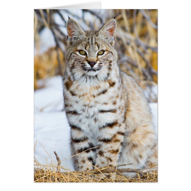 USA, Wyoming, Portrait of Bobcat (Front)