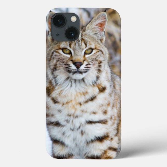 USA, Wyoming, Portrait of Bobcat Case-Mate iPhone Case (Back)