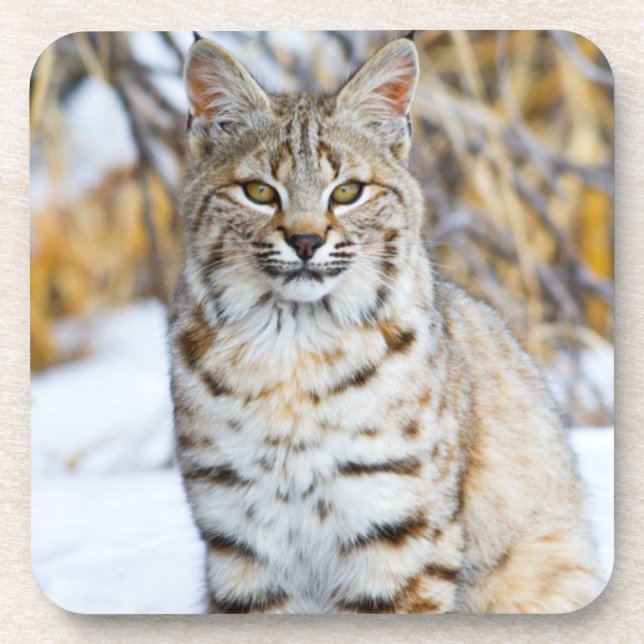 USA, Wyoming, Portrait of Bobcat Coaster (Front)