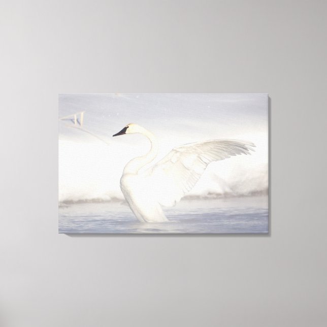 USA, Wyoming, Trumpeter Swan stretches wings Canvas Print (Front)