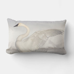 USA, Wyoming, Trumpeter Swan stretches wings Lumbar Pillow