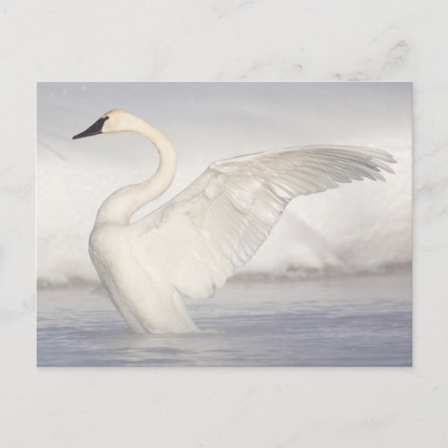 USA, Wyoming, Trumpeter Swan stretches wings Postcard (Front)