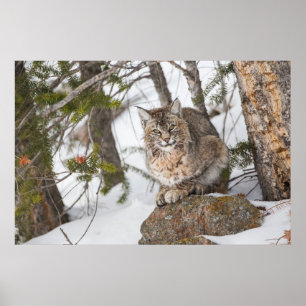 USA, Wyoming, Yellowstone National Park, Bobcat 1 Poster
