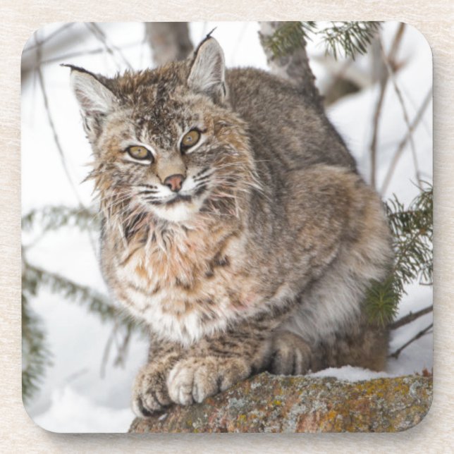 USA, Wyoming, Yellowstone National Park, Bobcat Coaster (Front)