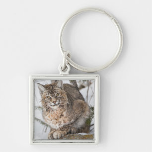 USA, Wyoming, Yellowstone National Park, Bobcat Keychain