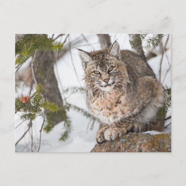USA, Wyoming, Yellowstone National Park, Bobcat Postcard (Front)