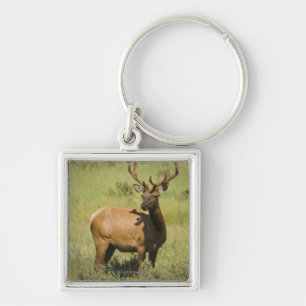 USA, Wyoming, Yellowstone National Park, Elk Keychain
