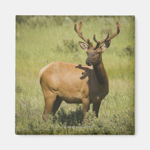 USA, Wyoming, Yellowstone National Park, Elk Magnet