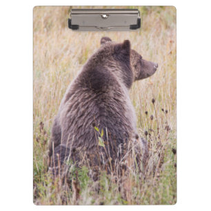 USA, Wyoming, Yellowstone National Park, Grizzly 2 Clipboard