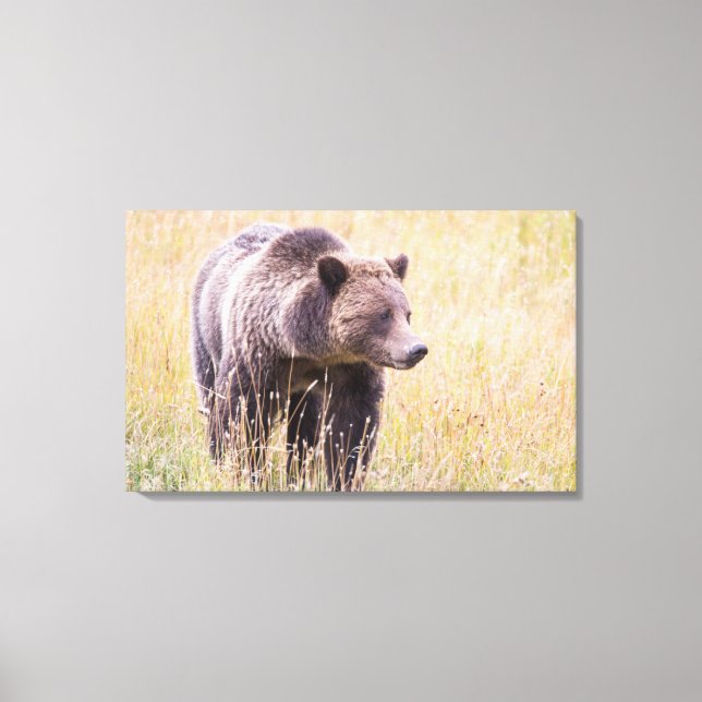 USA, Wyoming, Yellowstone National Park, Grizzly 3 Canvas Print (Front)