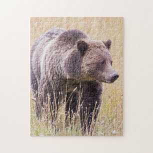 USA, Wyoming, Yellowstone National Park, Grizzly 3 Jigsaw Puzzle