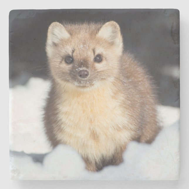 USA, Wyoming, Yellowstone National Park Stone Coaster (Front)