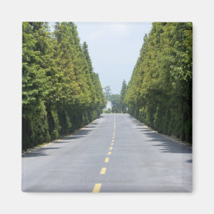 USA, Yellowstone National Park, Treelined road Magnet