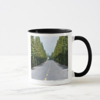 USA, Yellowstone National Park, Treelined road