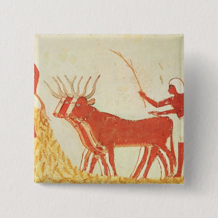 Using cows to trample wheat 2 inch square button