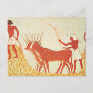 Using cows to trample wheat postcard