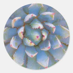 Utah, Dixie National Forest. Close-up of yucca Classic Round Sticker