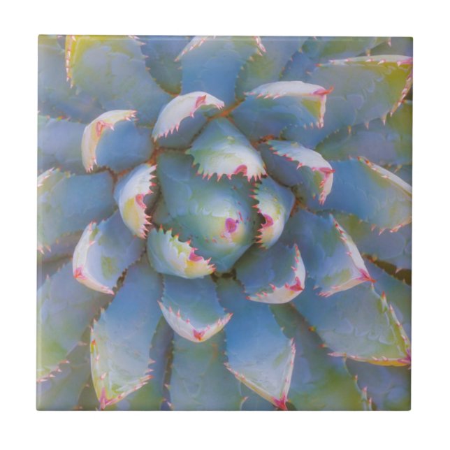 Utah, Dixie National Forest. Close-up of yucca Tile (Front)