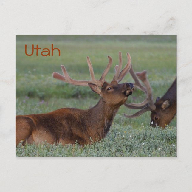 Utah elk postcard (Front)