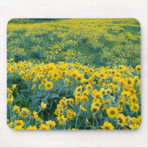 UTAH. USA. Arrowleaf balsamroot Balsamorhiza Mouse Pad
