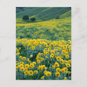 UTAH. USA. Arrowleaf balsamroot Balsamorhiza Postcard