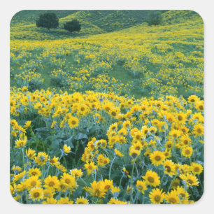 UTAH. USA. Arrowleaf balsamroot Balsamorhiza Square Sticker