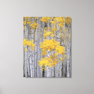 UTAH. USA. Aspen grove (Populus tremuloides) in Canvas Print