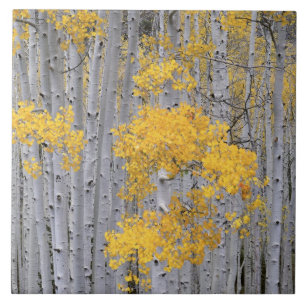 UTAH. USA. Aspen grove (Populus tremuloides) in Tile