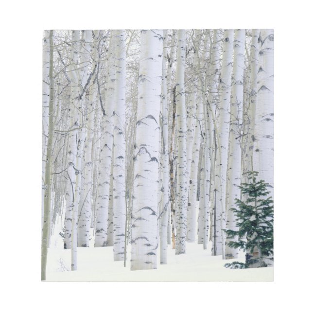 UTAH. USA. Aspen (Populus tremuloides) & Douglas Notepad (Front)