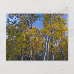 Utah. USA. Aspen Trees And Moon At Dusk Postcard