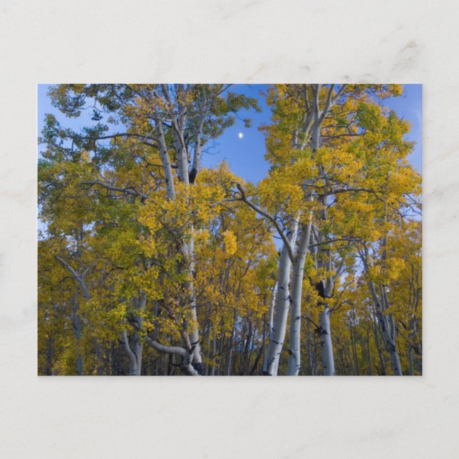 Utah. USA. Aspen Trees And Moon At Dusk Postcard (Front)