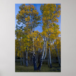 Utah. USA. Aspen Trees And Moon At Dusk Poster