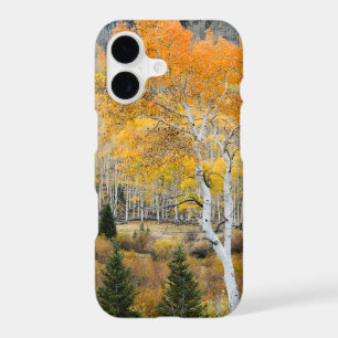 Utah, USA. Aspen Trees And Willow Thickets