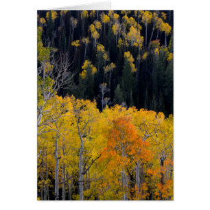 Utah. USA. Aspen Trees In Autumn On The Sevier