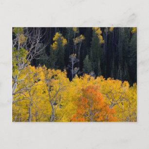 Utah. USA. Aspen Trees In Autumn On The Sevier Postcard