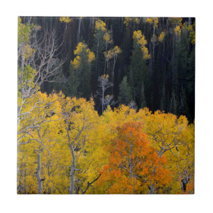 Utah. USA. Aspen Trees In Autumn On The Sevier Tile