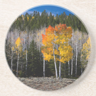 Utah, USA. Aspen Trees (Populus Tremuloides) 2 Coaster