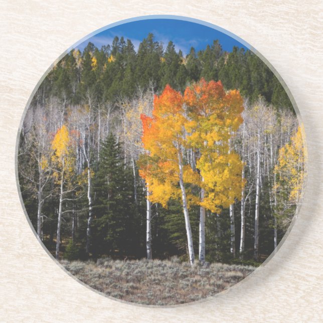 Utah, USA. Aspen Trees (Populus Tremuloides) 2 Coaster (Front)
