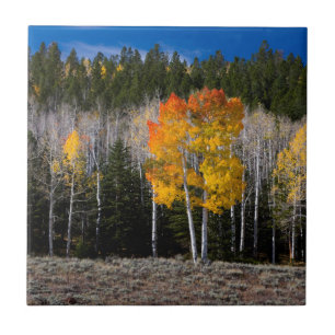 Utah, USA. Aspen Trees (Populus Tremuloides) 2 Tile