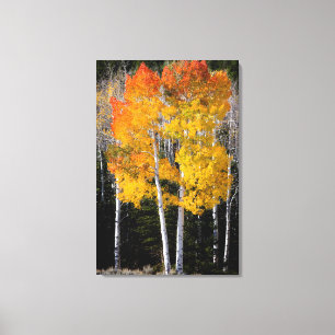 Utah, USA. Aspen Trees (Populus Tremuloides) 3 Canvas Print
