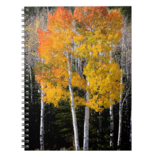 Utah, USA. Aspen Trees (Populus Tremuloides) 3 Notebook