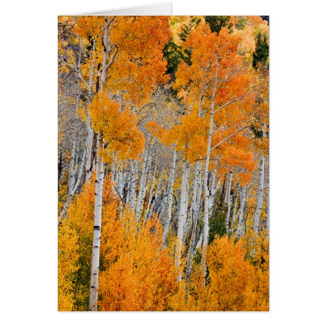 Utah, USA. Aspen Trees (Populus Tremuloides) 4 (Front)