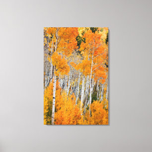 Utah, USA. Aspen Trees (Populus Tremuloides) 4 Canvas Print