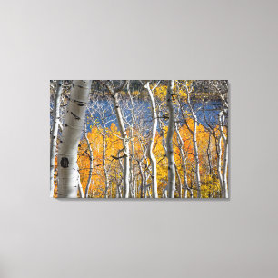 Utah, USA. Aspen Trees (Populus Tremuloides) Canvas Print