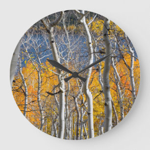 Utah, USA. Aspen Trees (Populus Tremuloides) Large Clock