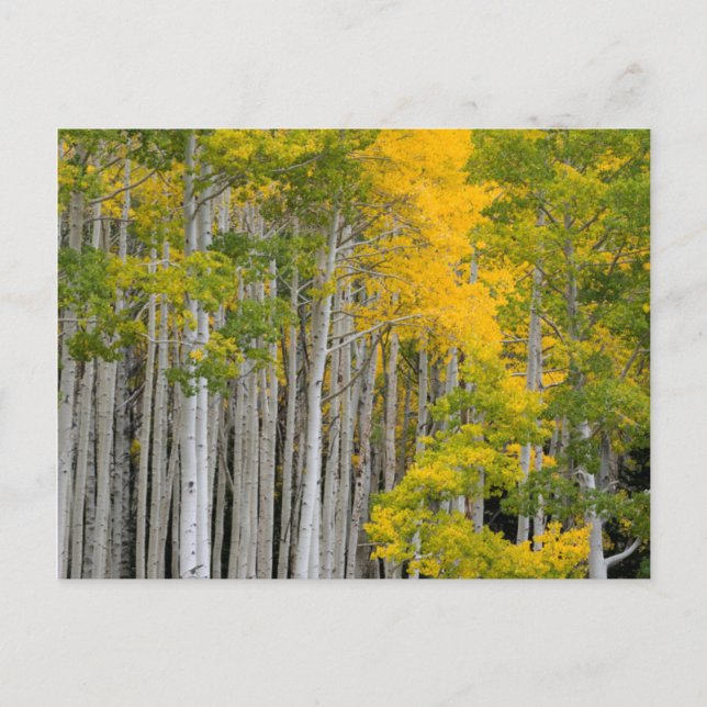 Utah. USA. Aspen Trees (Populus Tremuloides) Postcard (Front)