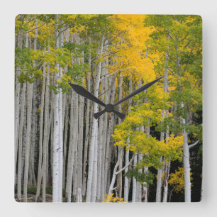 Utah. USA. Aspen Trees (Populus Tremuloides) Square Wall Clock